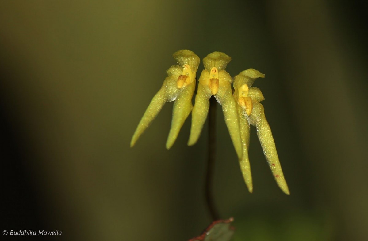Bulbophyllum thwaitesii Rchb.f.